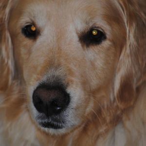 Meet your Posher, Babs